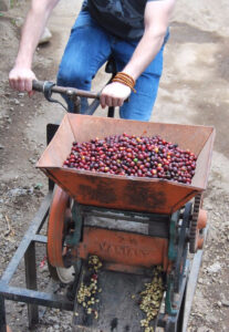 person riding bike with filled hopper of coffee berries